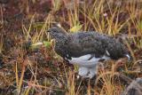 場所を移動して食事場所をさがす雷鳥