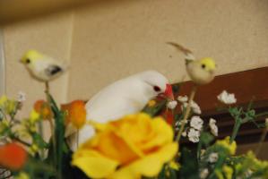 あられ君は、巣材集めに余念がありません。。