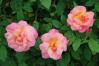 薔薇1