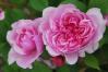 薔薇9