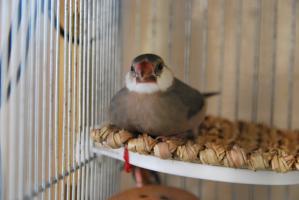 わらじぃになったティダちゃん、、45日目の若鳥ちゃん。。