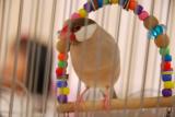 シナモンぶんちょ君!シルバー君と同じ飼い主さん!