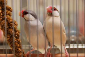 文鳥首席~あざぜる君ともぅなちゃん!