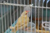 あちこち部屋の中を動いて~探検よりピン参上!