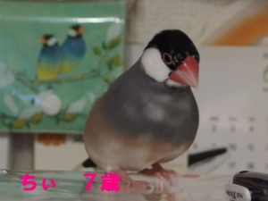 ちぃちゃん、足よぼよぼだけど良く飛ぶ7歳!
