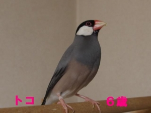 トコちゃん、最近引きこもりの6歳!