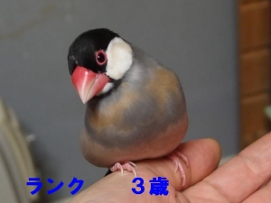 ランクしょん、まだ茶色羽が残る3歳!