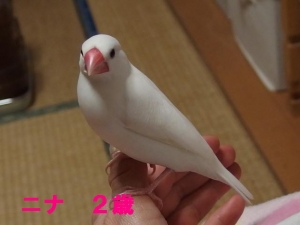 ニナちゃん、肝っ魂大家族計画中の2歳!