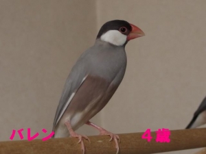 バレンちゃん、もう産卵はかんべんな4歳!