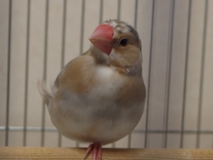 あけびちゃん~可愛いさかりでヒナ換羽中!