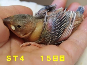 シーサ&ティダ第4番子~15日目