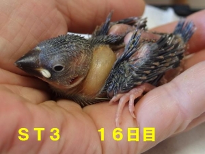 シーサ&ティダ第3番子~16日目