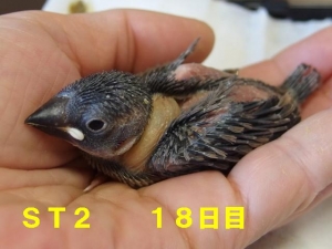 シーサ&ティダ第2番子~18日目