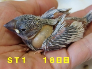 シーサ&ティダ第1番子~18日目