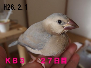 身体は細身だが人懐こく~手にちょっこり収まりたがり!