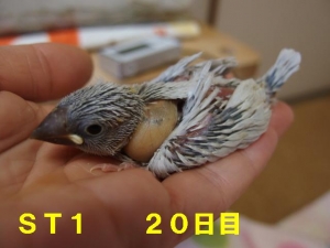 シルバー20日目~大きくなってきたよ!
