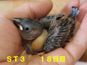 サクラ2、18日目~まぁ元気に餌ねだります!