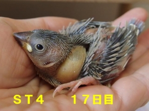 ダークP、17日目~最後まで口開けてないてます、そのういっぱいなのに。。