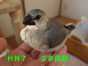 ナッチ29日目~動きが控えめでおとなしいのは変わらず!