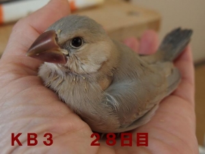 サッチ28日目~いつも手に乗りたがり、食事アピールも1番!