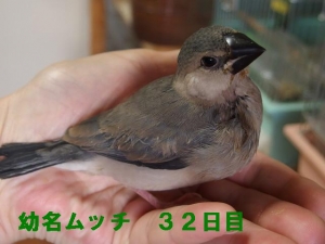 ムッチリ元気なムッチ~里子へ