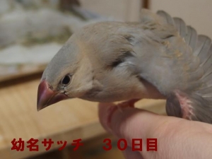 食いしん坊のサッチ~里子へ!