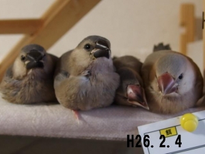 4羽最後の集合写真~もう眠いの。。。