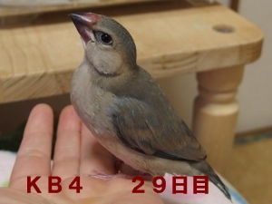 ヨッチ~かなりかっこいい顔立ち??(男っぽいかも?)