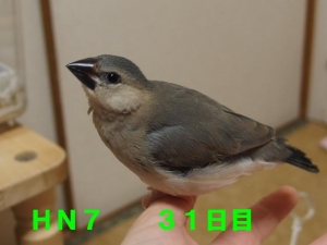 ナッチ~つぶ餌をつつき始めて~カシコイ顔立ち??