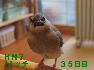 ナッチ~35日目、なんか良く食べるように?一人餌遠し??