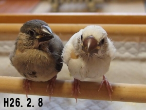 止まり木チェ~~ック!2羽ともOKでした!(^^)!