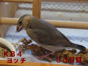 ヨッチ~33日目、ひとりで食べてることが多いんです!一人餌近し??