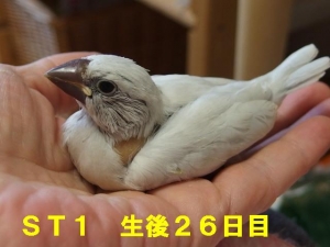 ST1、食べて手に乗せると~眠くなる。。