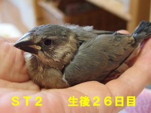 ST2、頭なでたら眼の上の羽が情けないことに??