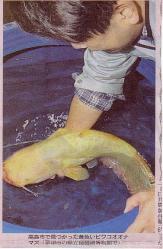 melto358.jpg