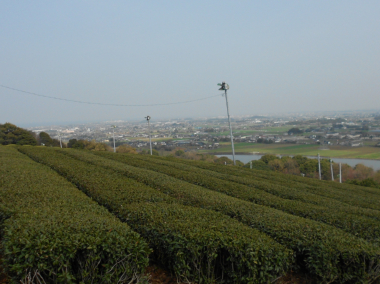 豊前求菩提山の御茶は大友宗麟や細川忠興公へも献上されていたと言います。茶畑を越え、目指すは才尾の一本桜