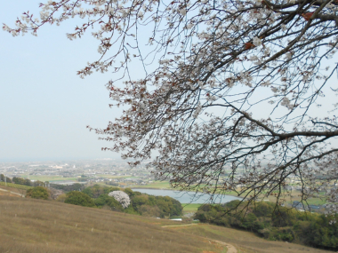 豊前市内が一望できる丘の上に立つ才尾の一本桜
