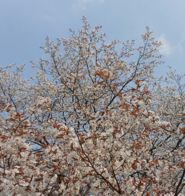 豊前市・才尾地区の一本桜