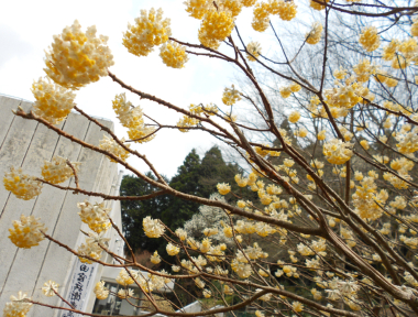 福岡県立求菩提資料館とミツマタ（３月の花）