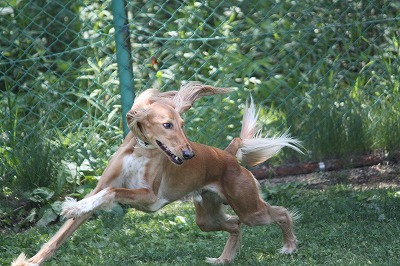 サルーキと走れる小型犬 Casa F サルーキ