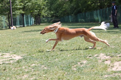 サルーキと走れる小型犬 Casa F サルーキ