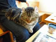 猫カフェ:キャットテイル 膝カールス正面。 photo:12.12.08 猫カフェ:キャットテイル 膝カールス正面。 photo:12.12.08
