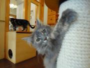 猫カフェ:キャットテイル こむぎ タワーにぎゅっとね。 photo:12.12.08 猫カフェ:キャットテイル こむぎ タワーにぎゅっとね。 photo:12.12.08