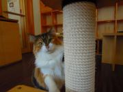 猫カフェ:キャットテイル プリン タワー越しに。 photo:12.12.08 猫カフェ:キャットテイル プリン タワー越しに。 photo:12.12.08