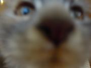 猫カフェ:キャットテイル こむぎ、あっぷのはずか近づきすぎ。 photo:12.12.08 猫カフェ:キャットテイル こむぎ、あっぷのはずか近づきすぎ。 photo:12.12.08