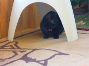 猫カフェ:キャットテイル 物陰からおもちゃ狙ってます、タイミングをうかがうクク。 photo:12.12.08 猫カフェ:キャットテイル 物陰からおもちゃ狙ってます、タイミングをうかがうクク。 photo:12.12.08
