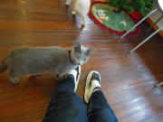猫カフェ:キャットテイル 受付前で足元のベル。 photo:12.12.08 猫カフェ:キャットテイル 受付前で足元のベル。 photo:12.12.08
