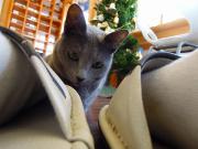 猫カフェ:キャットテイル ベルと遊ぶ。 photo:12.12.08 猫カフェ:キャットテイル ベルと遊ぶ。 photo:12.12.08