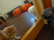 猫カフェ:キャットテイル 窓越しでおもちゃをみつめる猫。ベル、ムース、アーモンド。 photo:12.12.08 猫カフェ:キャットテイル 窓越しでおもちゃをみつめる猫。ベル、ムース、アーモンド。 photo:12.12.08