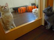 猫カフェ:キャットテイル 窓越しでおもちゃをみつめる猫2。ベル、ムース、アーモンド。 photo:12.12.08 猫カフェ:キャットテイル 窓越しでおもちゃをみつめる猫2。ベル、ムース、アーモンド。 photo:12.12.08